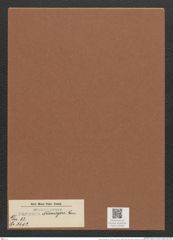 Surirella neumeyeri Jan. (de-Toni-Nr.: Genus 53, Species 2402) Zeichnungen Sammlung Grunow Mappe 02554 (Herbarium_W_Grunow_drawings_Folder_02554)